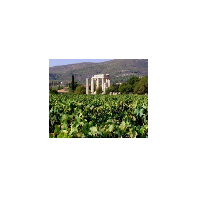 Dégustation & tradition à Nemea – Route des vins du Péloponnèse